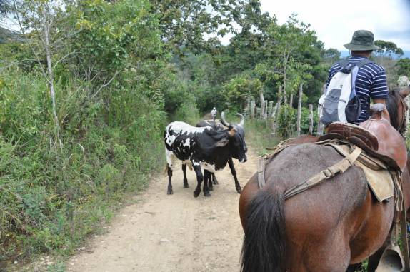 Cruzando com vacas assustadas durante passeio à cavalo em San Agustín, na Colômbia